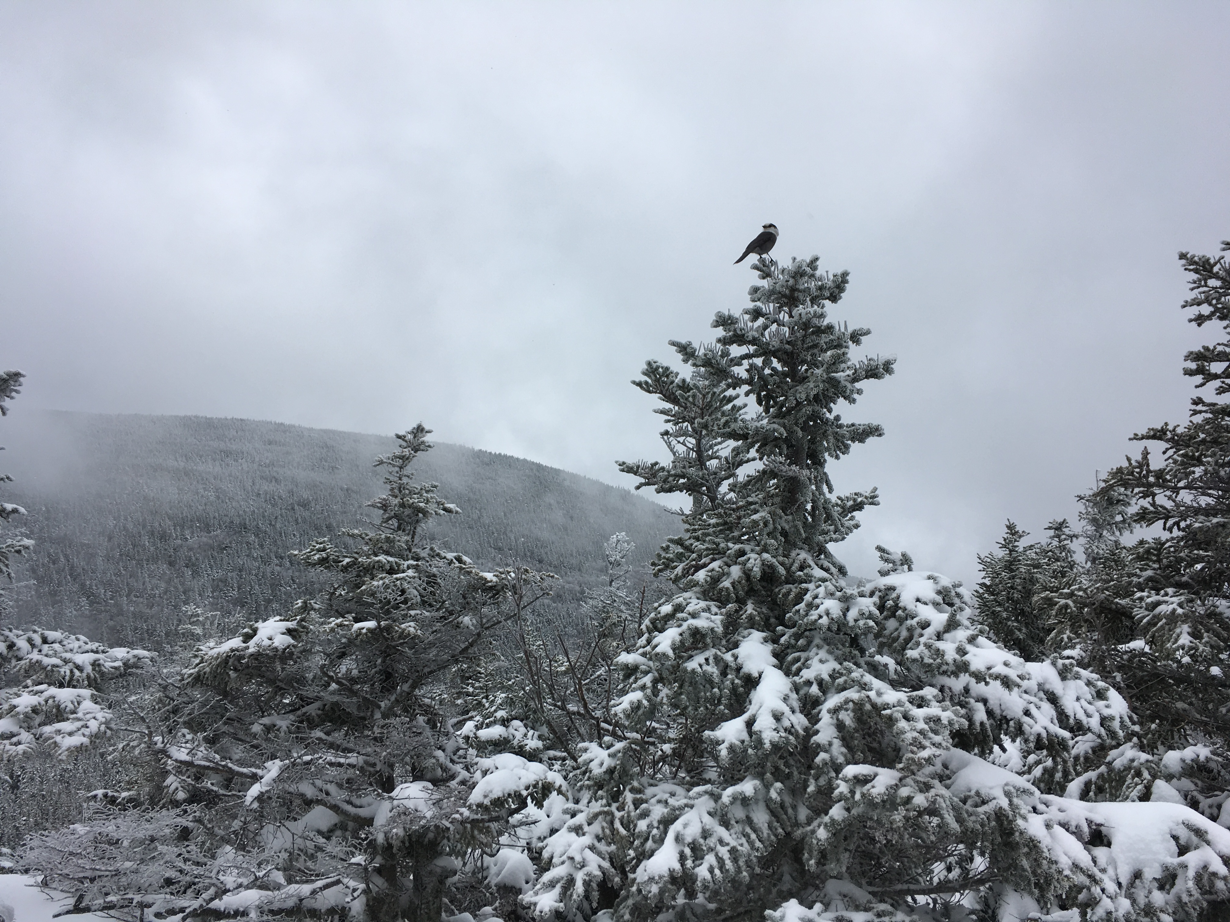 Grey Jay stalking us