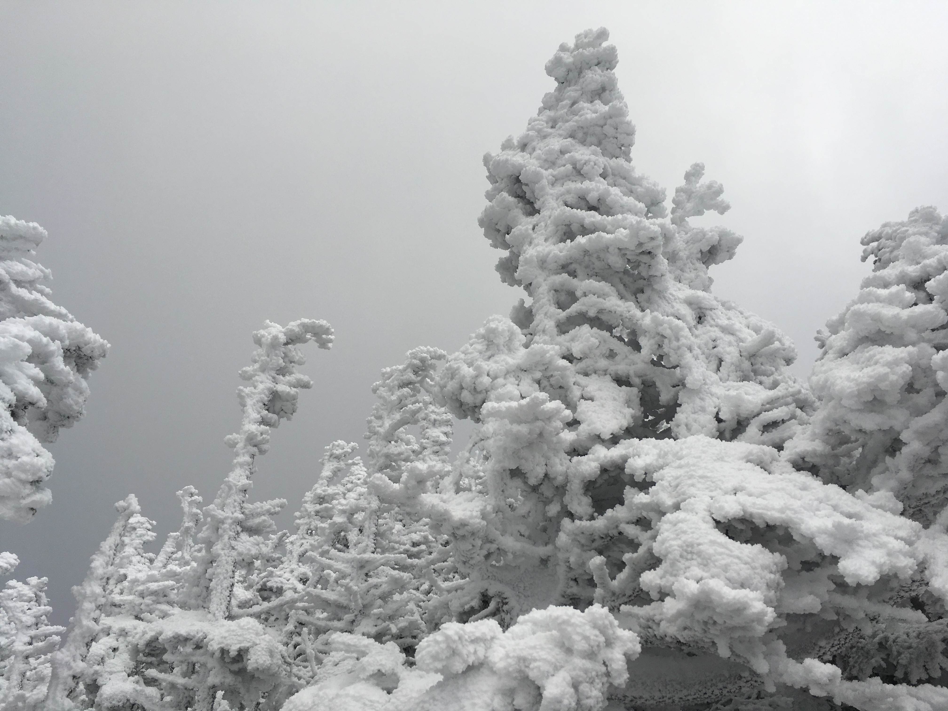 Snow on trees, love it